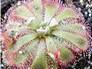 Drosera_Sundew plant_20048_92.jpg